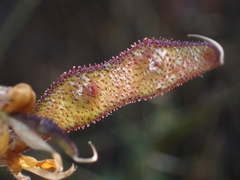 Adenocarpus complicatus, photograph (c) Jorge Íñiguez, some rights reserved (CC BY)