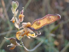 Adenocarpus complicatus, photograph (c) Jorge Íñiguez, some rights reserved (CC BY)