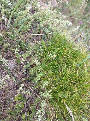 Galium humifusum, photograph 4