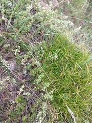 Galium humifusum, photograph (c) Maria Kohanovskaya, some rights reserved (CC BY)
