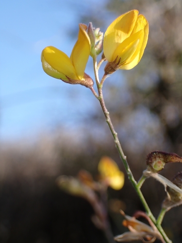 Adenocarpus complicatus, photograph 5