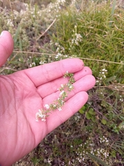Galium humifusum, photograph (c) Maria Kohanovskaya, some rights reserved (CC BY)