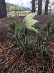 Pulsatilla patens