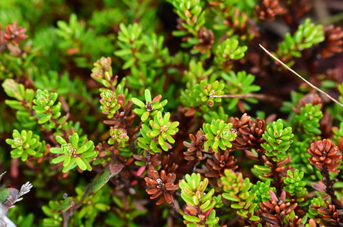 black crowberry