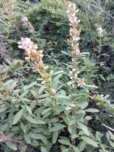 Lespedeza daurica, photograph 6