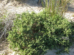 Pimelea serpyllifolia serpyllifolia