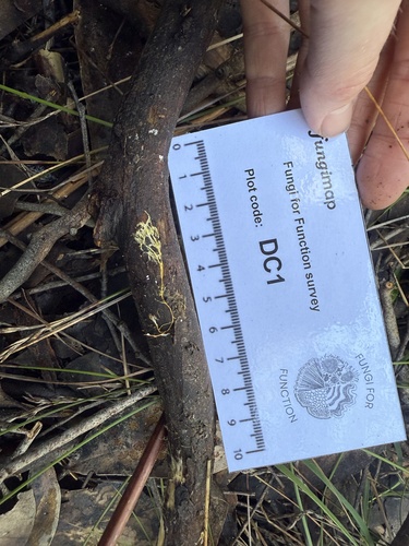 Rhizochaete filamentosa, 2026-08-16