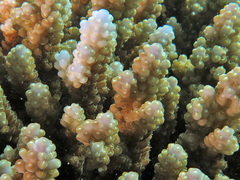 Acropora valida