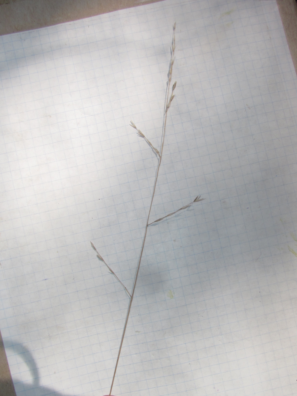 Tridens buckleyanus