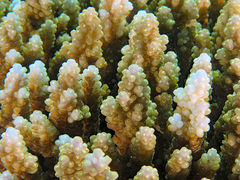 Acropora valida