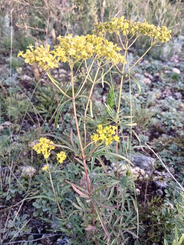 Patrinia rupestris, photograph 4