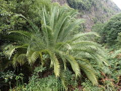 Phoenix canariensis image