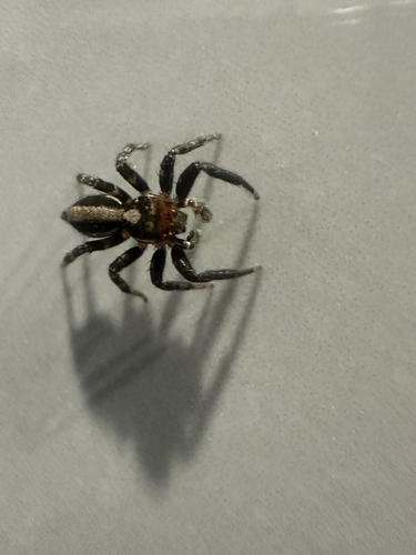 Plexippus setipes