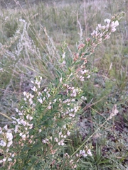 Lespedeza juncea