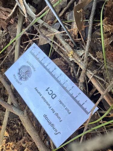 Rhizochaete filamentosa, 2026-08-16