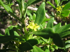 Tetragonia implexicoma