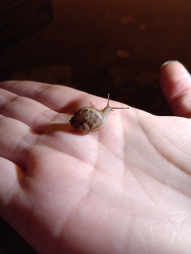 Garden Snail