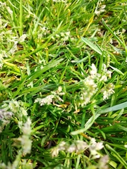 Poa supina