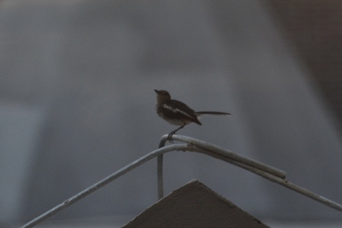 Oriental Magpie-Robin