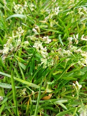 Poa supina