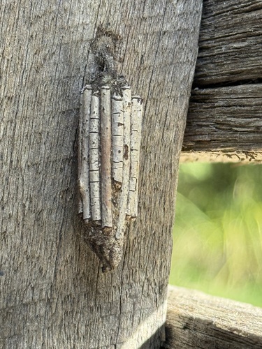 Common Case Moth