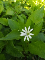 Stellaria nemorum
