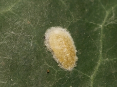 Lichtensia viburni
