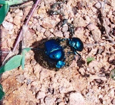 Gymnopleurus cyaneus