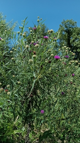 Vernonia arkansana, photograph 6