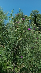 Vernonia arkansana, photograph (c) Michael A. Thaibinh, some rights reserved (CC BY)