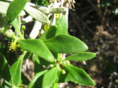 Tetragonia implexicoma