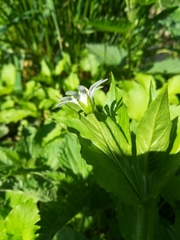 Stellaria nemorum