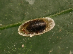 Lichtensia viburni