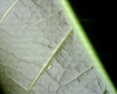 Scirtothrips dorsalis