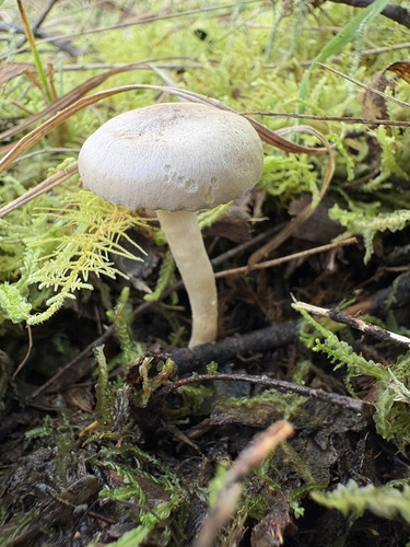 Hygrocybe rodwayi