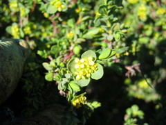 Pimelea serpyllifolia serpyllifolia