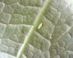 Scirtothrips dorsalis