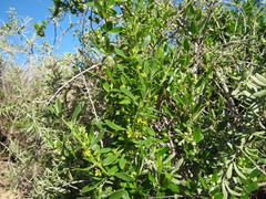 Tetragonia implexicoma