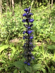 Ajuga reptans