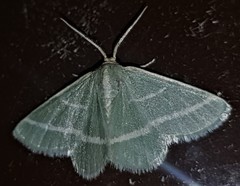 Mixocera latilineata