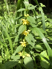 Lamium galeobdolon