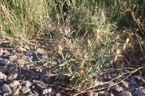 Centaurea maroccana