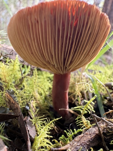 Lactarius eucalypti