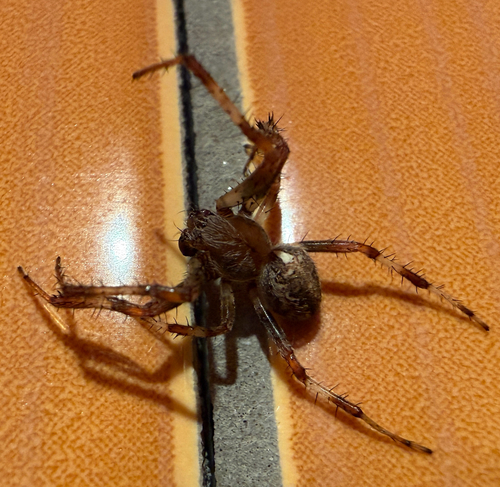 Marbled Orbweaver