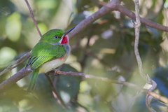 Todus angustirostris