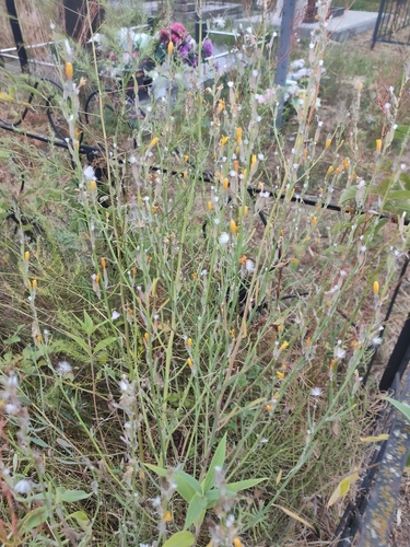 Rush Skeletonweed