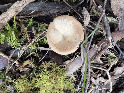 Singerocybe clitocyboides