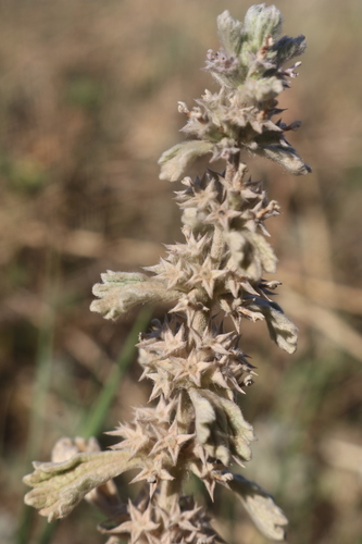 Marrubium alysson