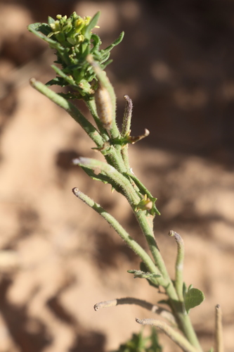 Mediterranean Rocket