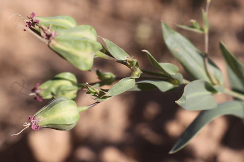 Cowherb